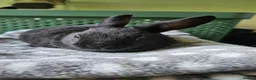 Rex rabbits for sale: Rex & Mini Rex Kits Available - Advert 25