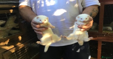 Ferret rodents - Advert 3
