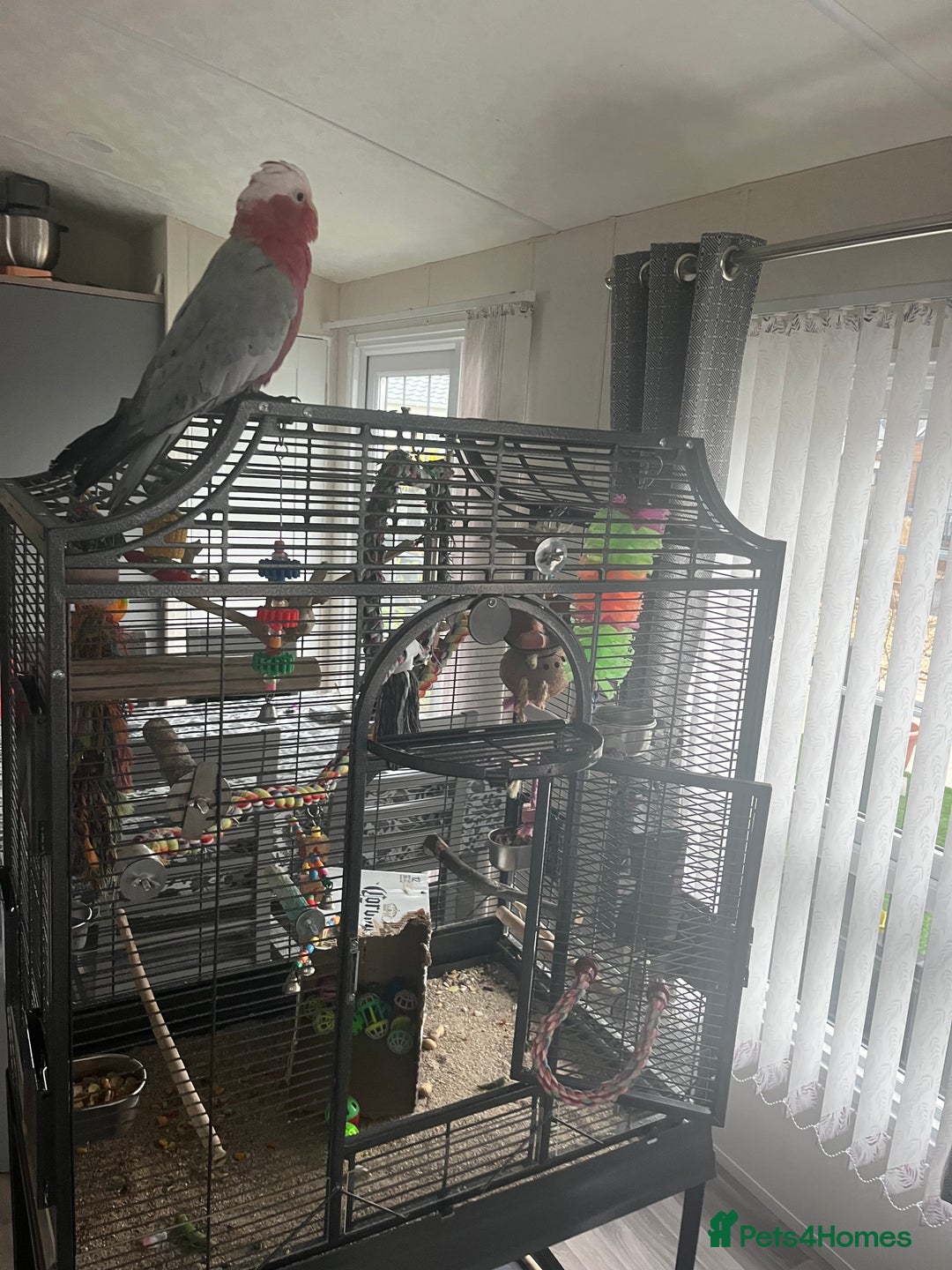 Cockatoo birds for sale: Percy  - Advert 6