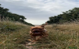 Dogue De Bordeaux dogs for sale: Dogue de Bordeaux female for rehoming  - Image 2