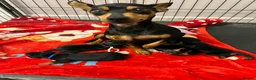 Miniature Pinscher dogs for sale: 4 Black and Tan miniature pinscher  - Advert 1