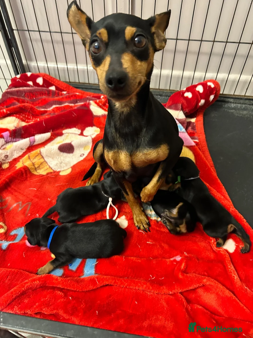 Miniature Pinscher dogs for sale: 4 Black and Tan miniature pinscher  - Advert 1