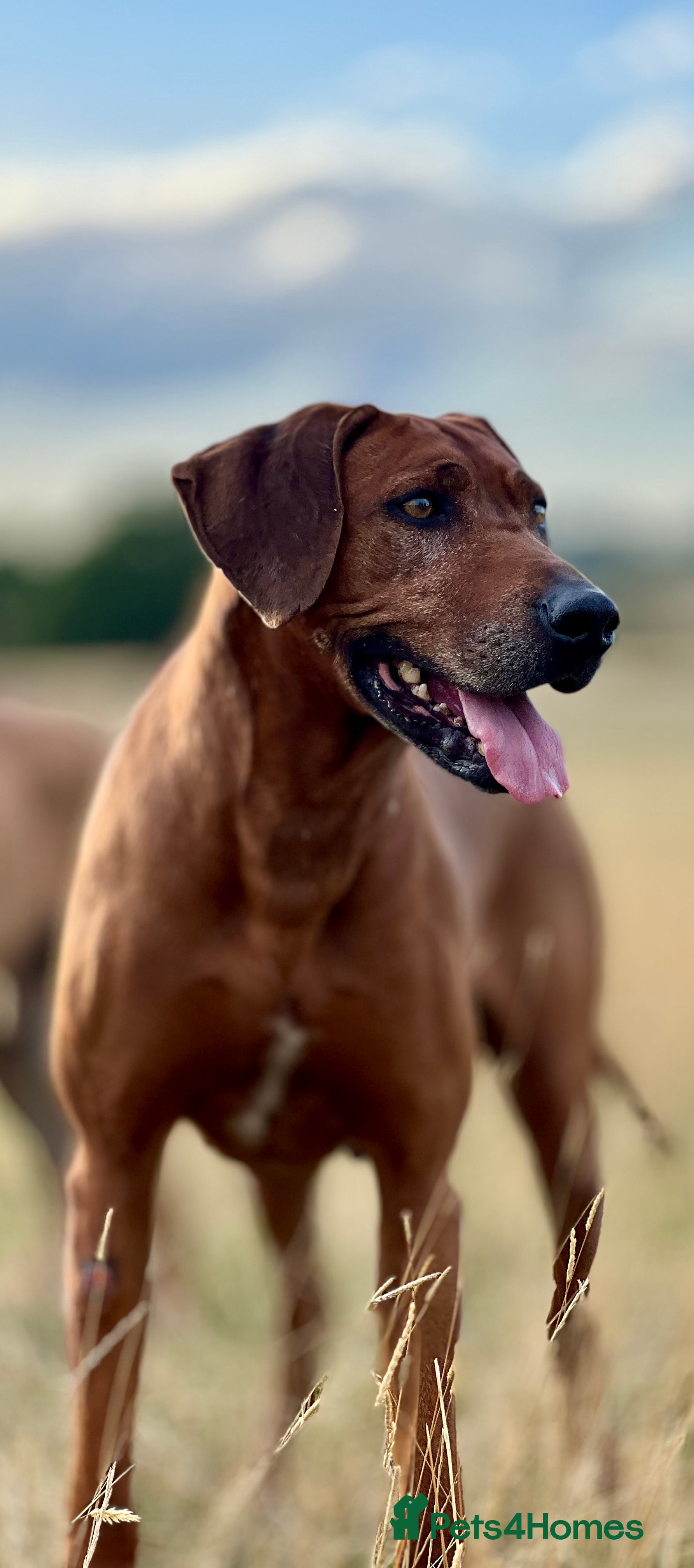 Rhodesian Ridgeback dogs Six Beautiful female Ridgeback puppies - Advert 12