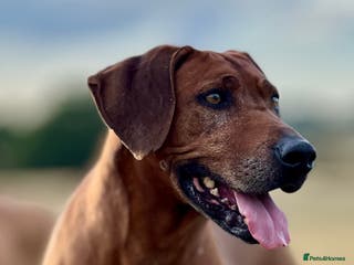 Rhodesian Ridgeback dogs Six Beautiful female Ridgeback puppies - Advert 8