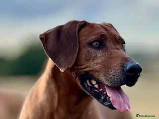 Rhodesian Ridgeback dogs Six Beautiful female Ridgeback puppies - Advert 7