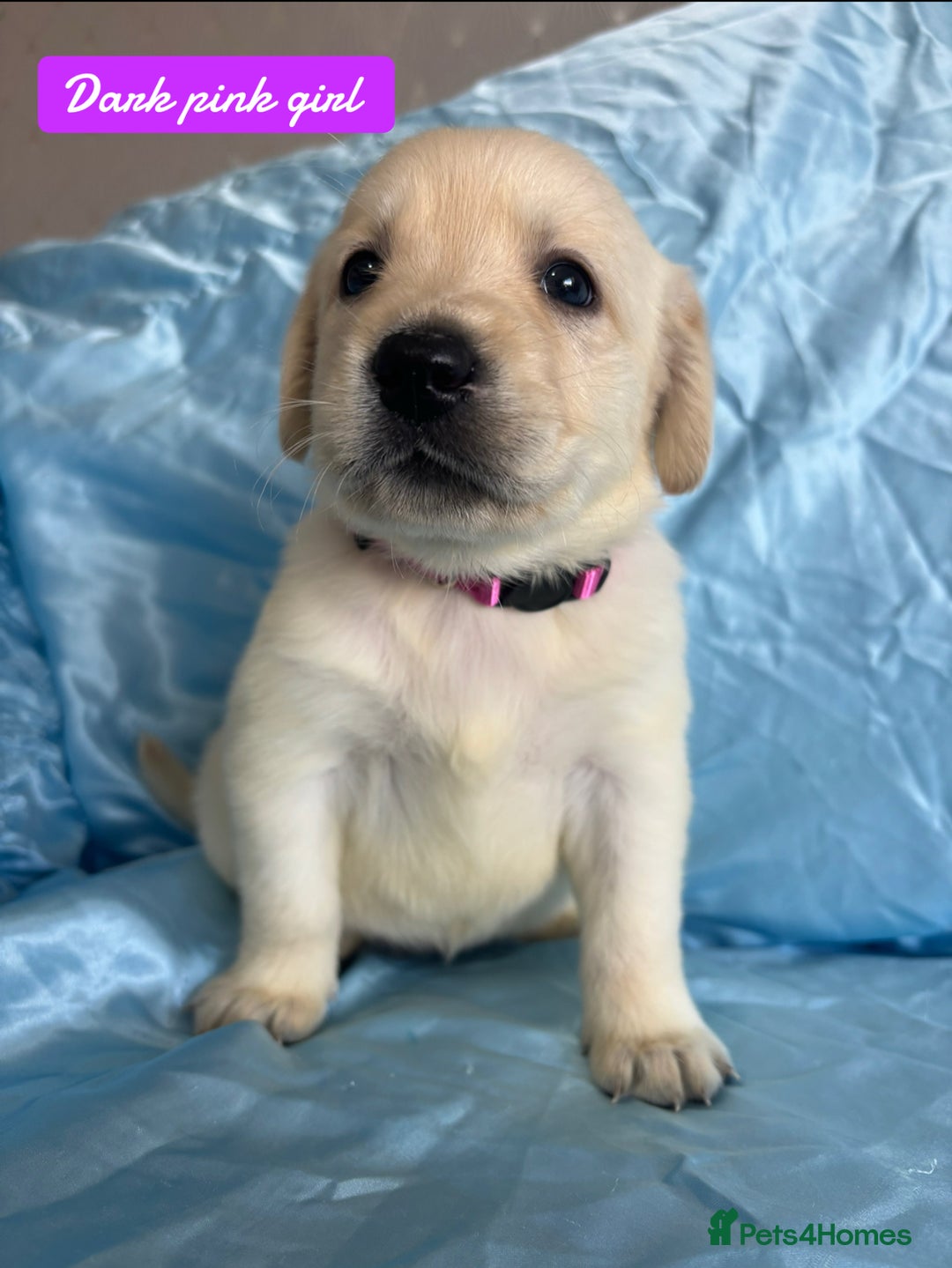 Goldador dogs for sale: 🤍🦮White Goldador Puppies🦮🤍 in Bridgend - Image 6