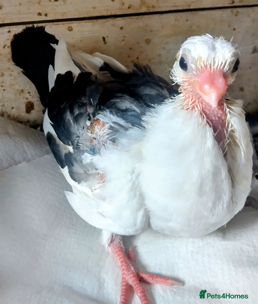 Pigeons birds for sale: Baby pigeon  - Advert 2