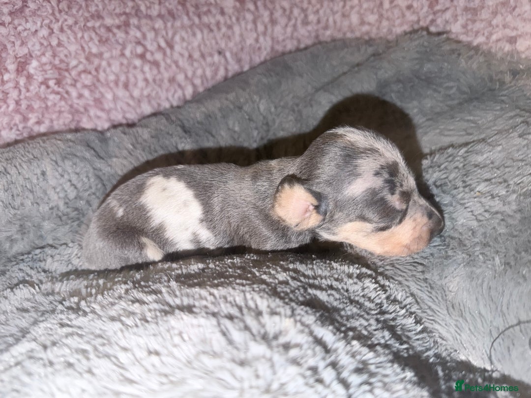 Miniature Dachshund dogs for sale: Stunning kc reg miniature dachshund puppies - Advert 29