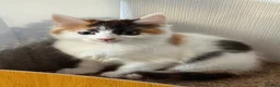Mixed Breed cats for sale: gorgeous boys in Mansfield - Advert 16