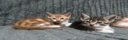Mixed Breed cats for sale: 2 Male and 1 Female Kitten. - Advert 4