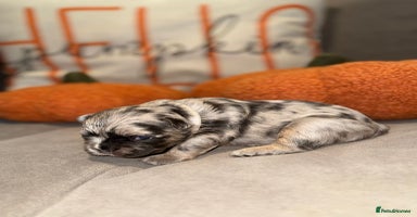 French Bulldog dogs 3 weeks old Fluffy french bulldog puppies - Advert 2