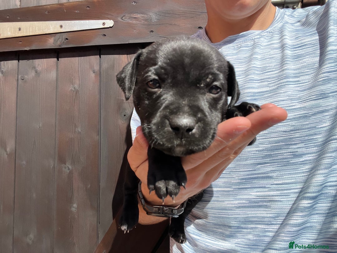 Staffordshire Bull Terrier dogs for sale: Last Stunning girl  - Image 2