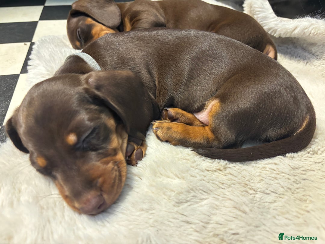 Miniature Dachshund dogs for sale: Mini chocolate Dachshunds in Luton - Image 11