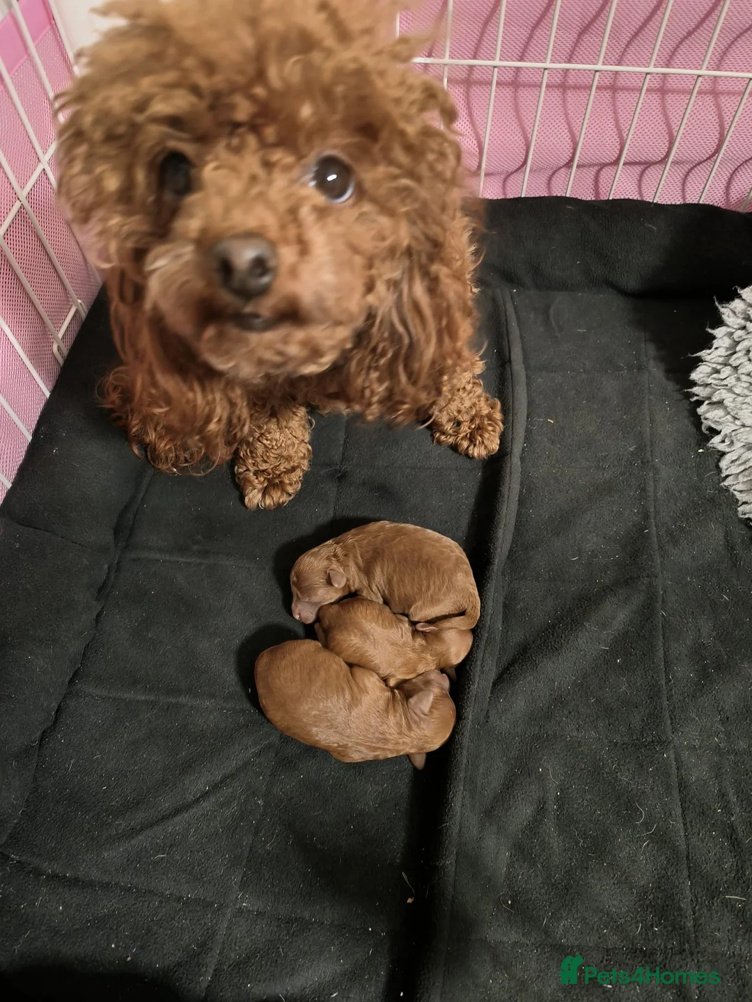 Toy Poodle dogs for stud: ✨PROVEN Asian toy poodle for STUD✨ - Advert 2