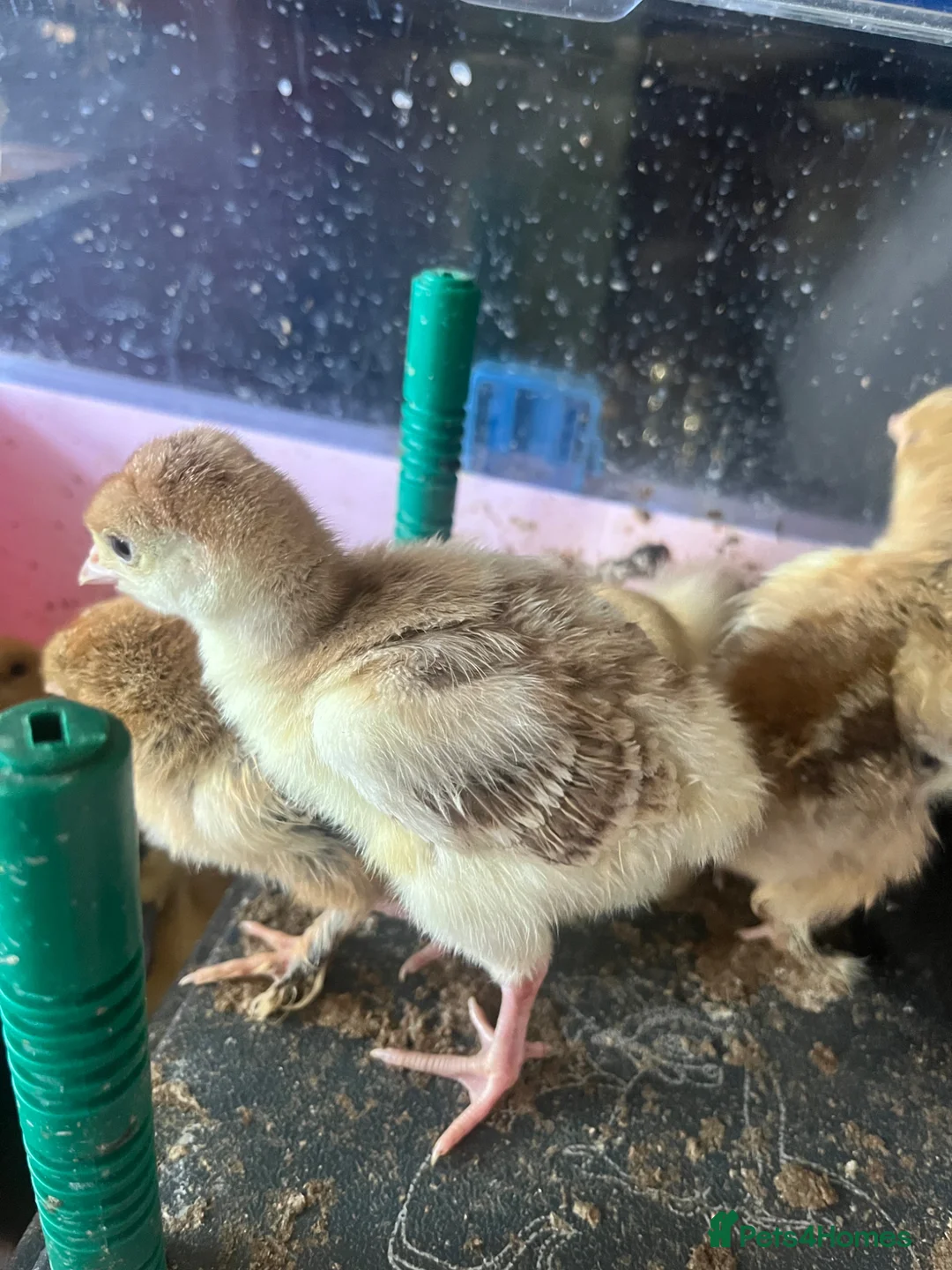 Turkeys poultry for sale: Crowllitzer and Bourbon Red Turkey Pullets  - Advert 2
