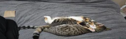 Mixed Breed cats for sale: This beautiful little girl looking for her a home  - Advert 1