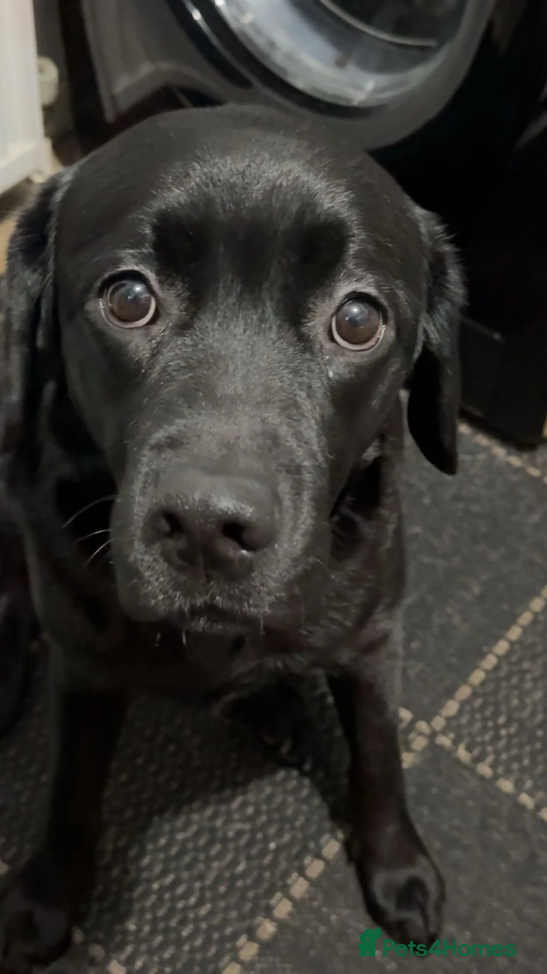 Labrador Retriever dogs for sale: 9 week old Labrador Puppies, - Advert 2