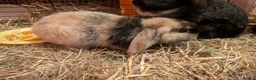 English Lop rabbits for sale: English lop price drop due to more been born  - Advert 4