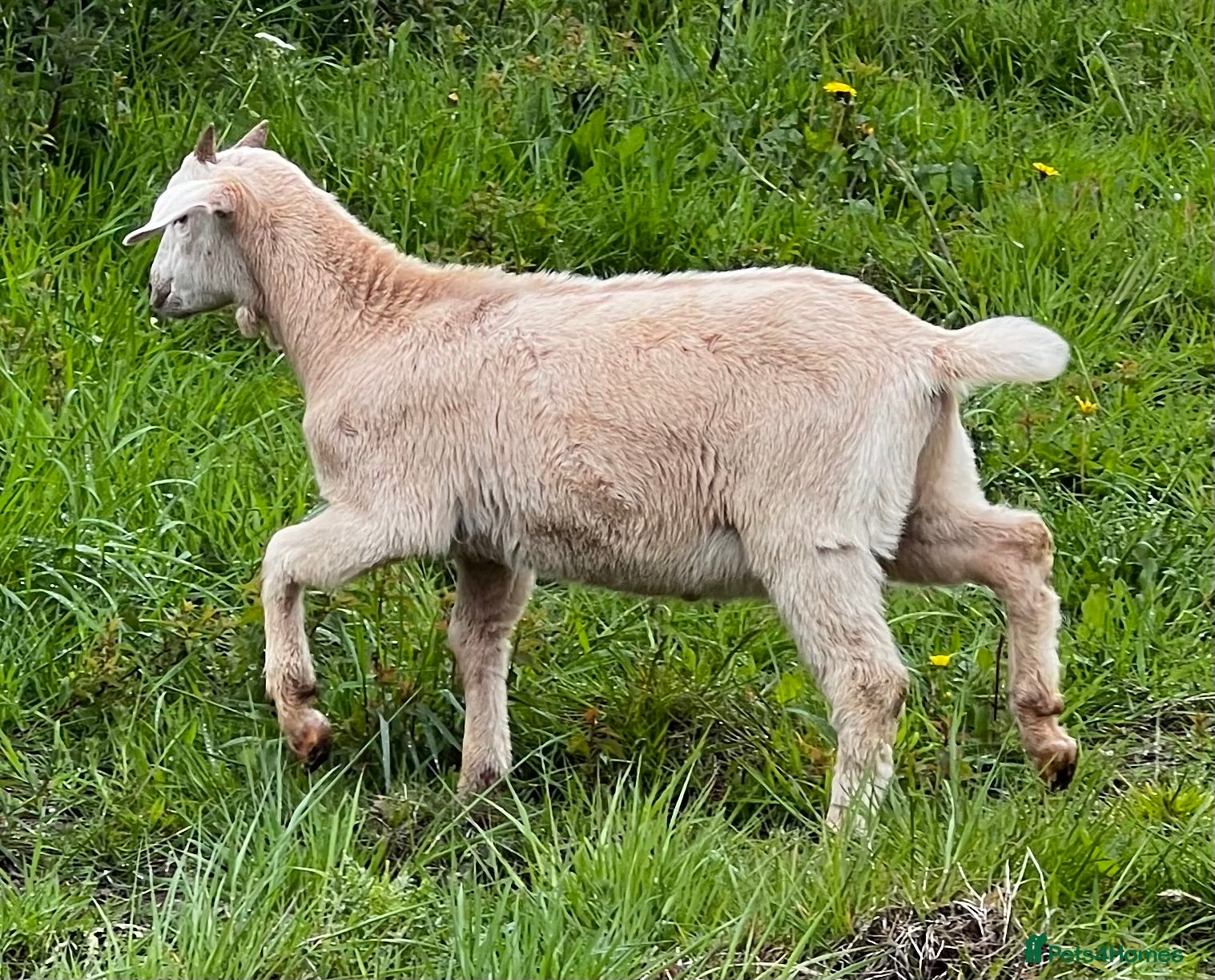 Goats livestock Mixed ages Anglo Nubian/Toggenburg/Boer cross - Advert 1
