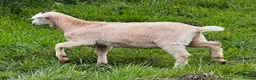 Goats livestock for sale: Mixed ages Anglo Nubian/Toggenburg/Boer cross - Advert 1