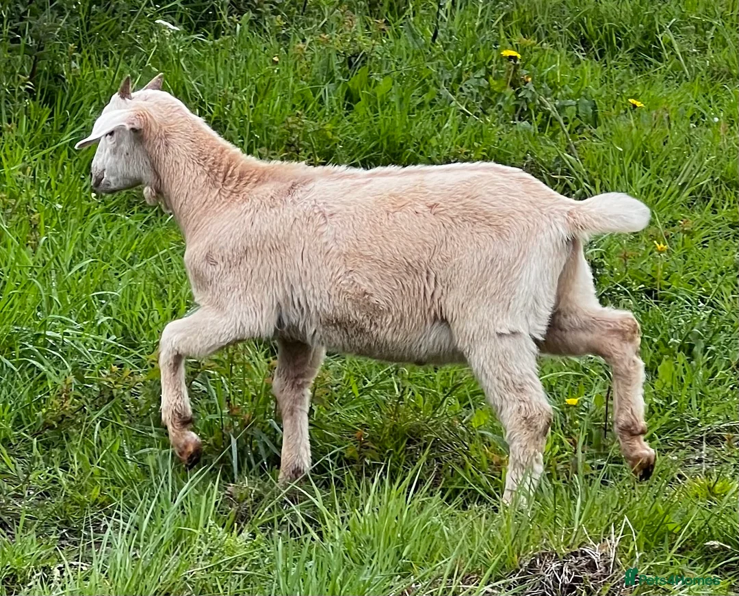 Goats livestock for sale: Mixed ages Anglo Nubian/Toggenburg/Boer cross - Advert 1