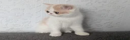 Persian cats for sale: 🐾 Beautiful Persian Kittens 🐾 - Advert 5