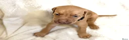 Mixed Breed dogs for sale: Beautiful Staffy/Viszla Puppies for Loving Homes - Advert 26