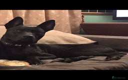 Mixed Breed dogs for sale: Doberman X Belgian Malinois  - Image 1