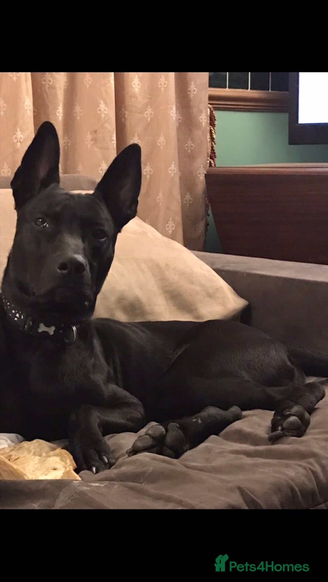 Mixed Breed dogs for sale: Doberman X Belgian Malinois  - Image 1