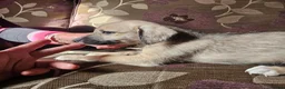 Mixed Breed dogs for sale: Bedlington whippet greyhound  - Advert 32