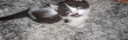 Munchkin cats for sale: Munchkin kittens - Advert 25