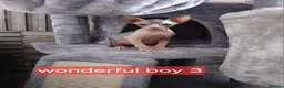 Sphynx cats for sale: Beautiful  Sphynx kitten for sale  - Advert 5