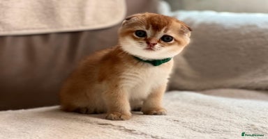 Scottish Fold cats - Advert 3
