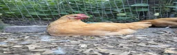 Chickens poultry for sale: Buff Orpington Cockerels  in Marlborough - Advert 2