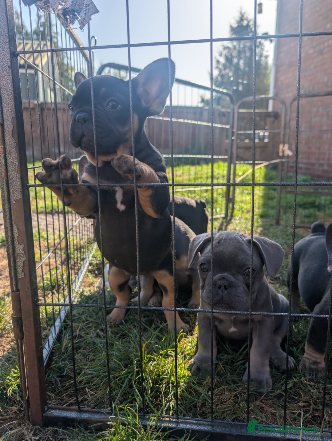 French Bulldog dogs for sale: French bulldog puppies!!! - Image 6
