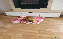 French Bulldog dogs for sale: French bulldog  - Image 1