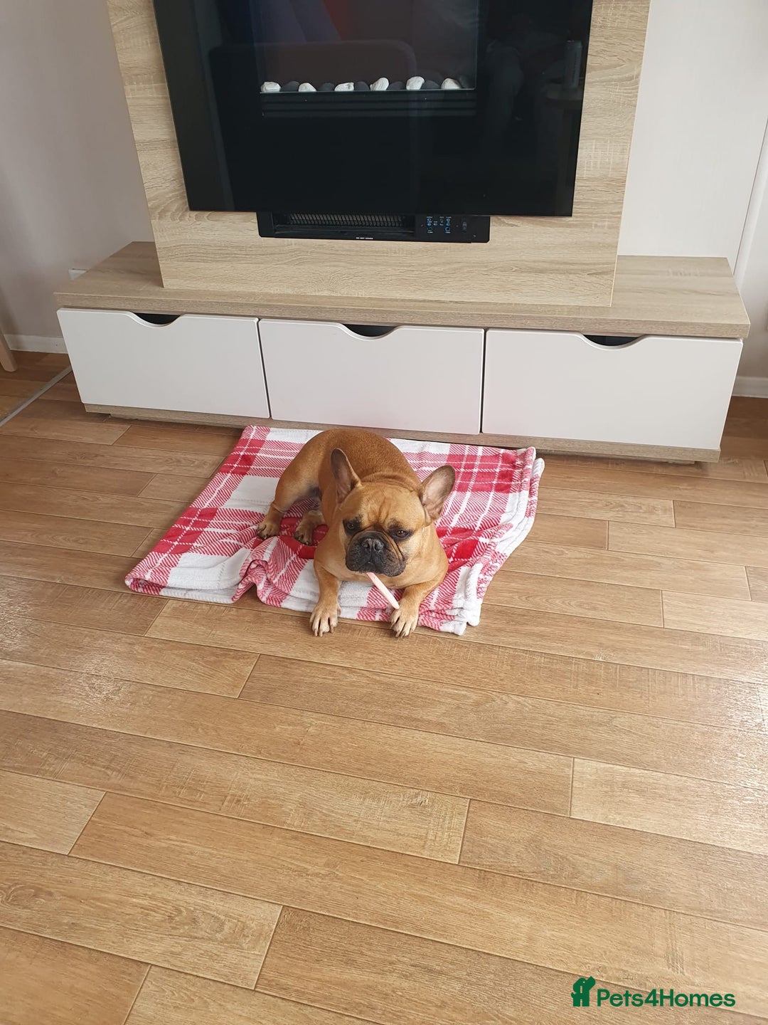 French Bulldog dogs for sale: French bulldog  - Image 1