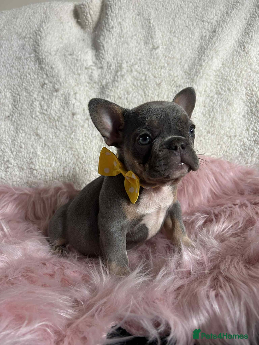 French Bulldog dogs for sale: KC Reg lilac & tan velvet French Bulldog - Image 3