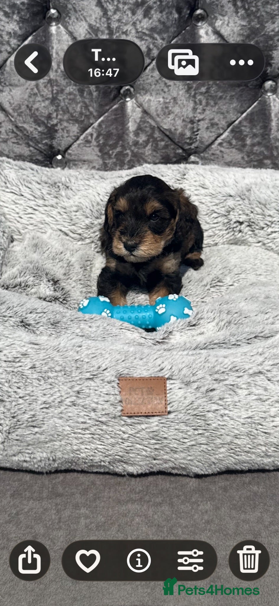 Schnoodle dogs Gorgeous mini snoodles 4 boys 2 girls  - Advert 5
