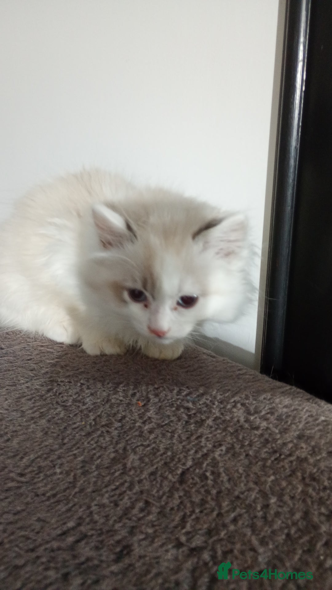 Ragdoll cats for sale: Beautiful full ragdoll kittens £695 - Advert 23