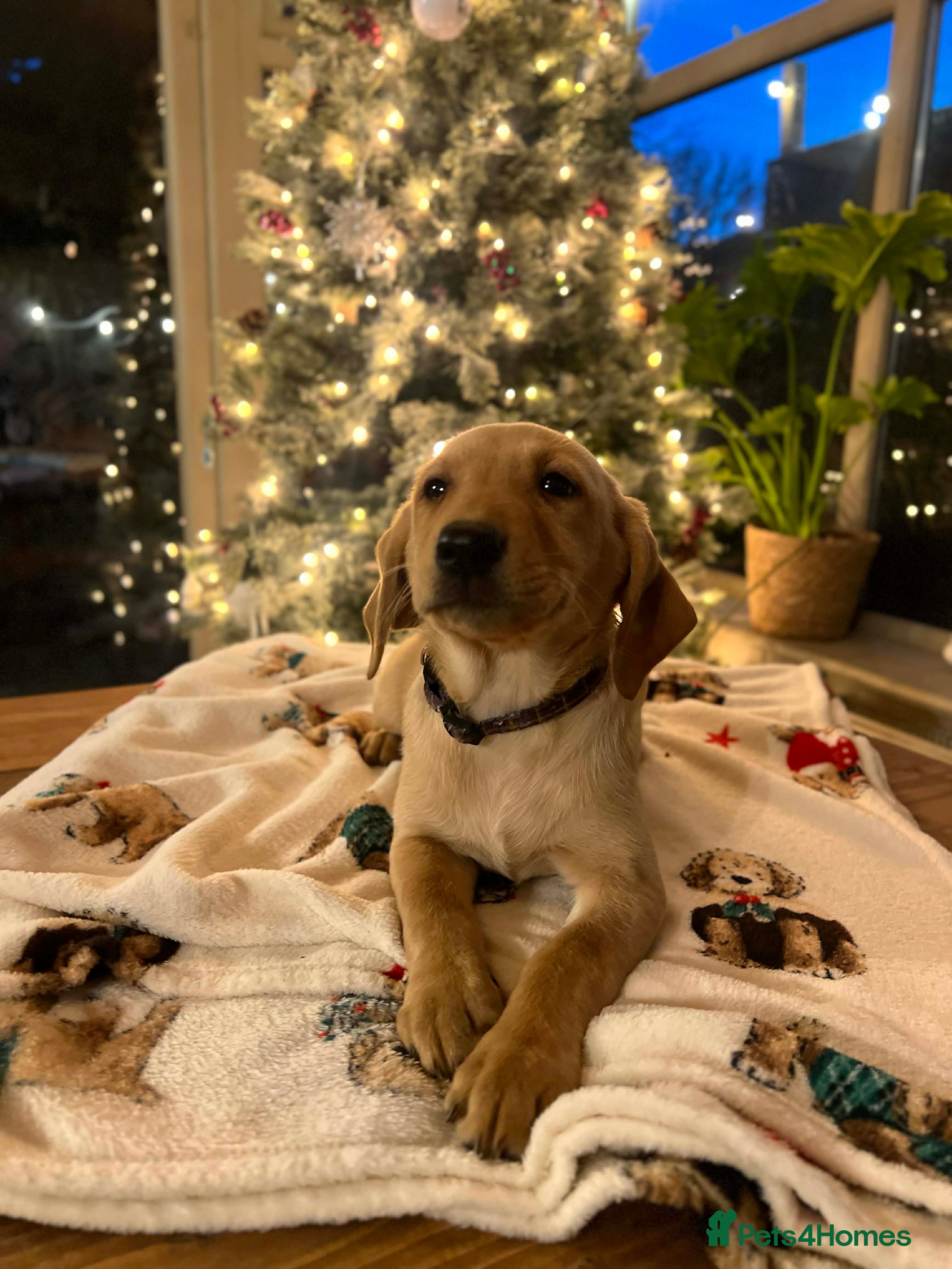 Labrador Retriever dogs Beautiful Labradors. View and Collect Today! - Advert 16