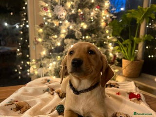 Labrador Retriever dogs Beautiful Labradors. Ready to go! - Advert 8