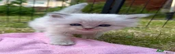 Ragdoll cats for sale: Blue Lynx Ragdoll kittens - Advert 4