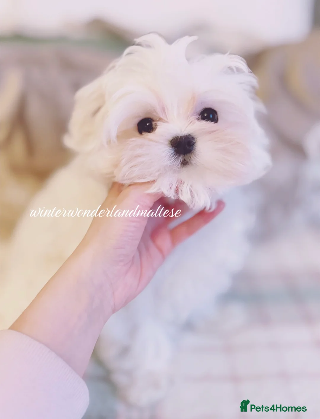 Maltese dogs for sale: ✨stunning full Korean maltese girl 🧬 tested✨ - Advert 5