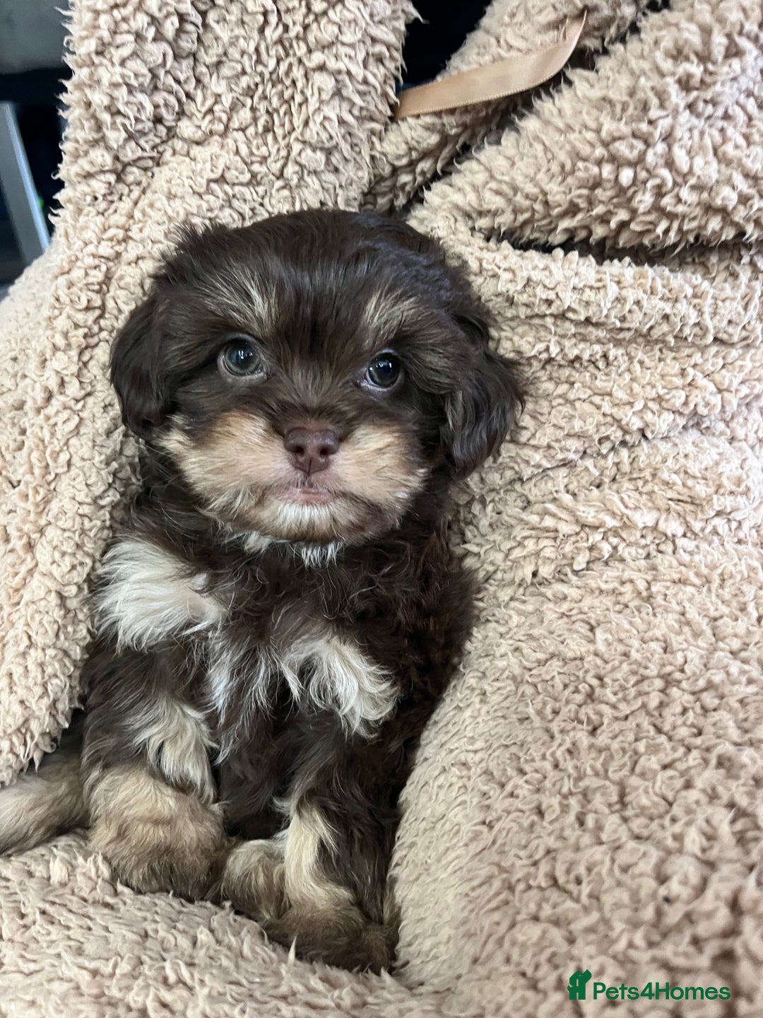 Mixed Breed dogs for sale: Shih Tzu / Chihuahua hybrids - Advert 2