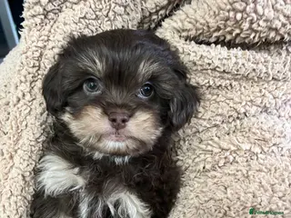 Mixed Breed dogs READY NOW. Shih Tzu/Chihuahua hybrids ONLY 2 LEFT - Advert 12