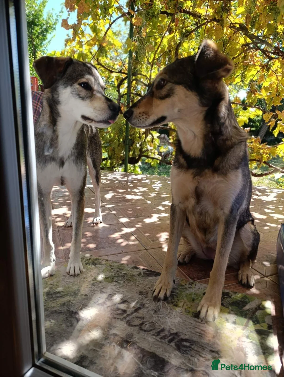 Mixed Breed dogs for adoption: Lajka – Gentle, Sweet Natured Girl - Advert 28