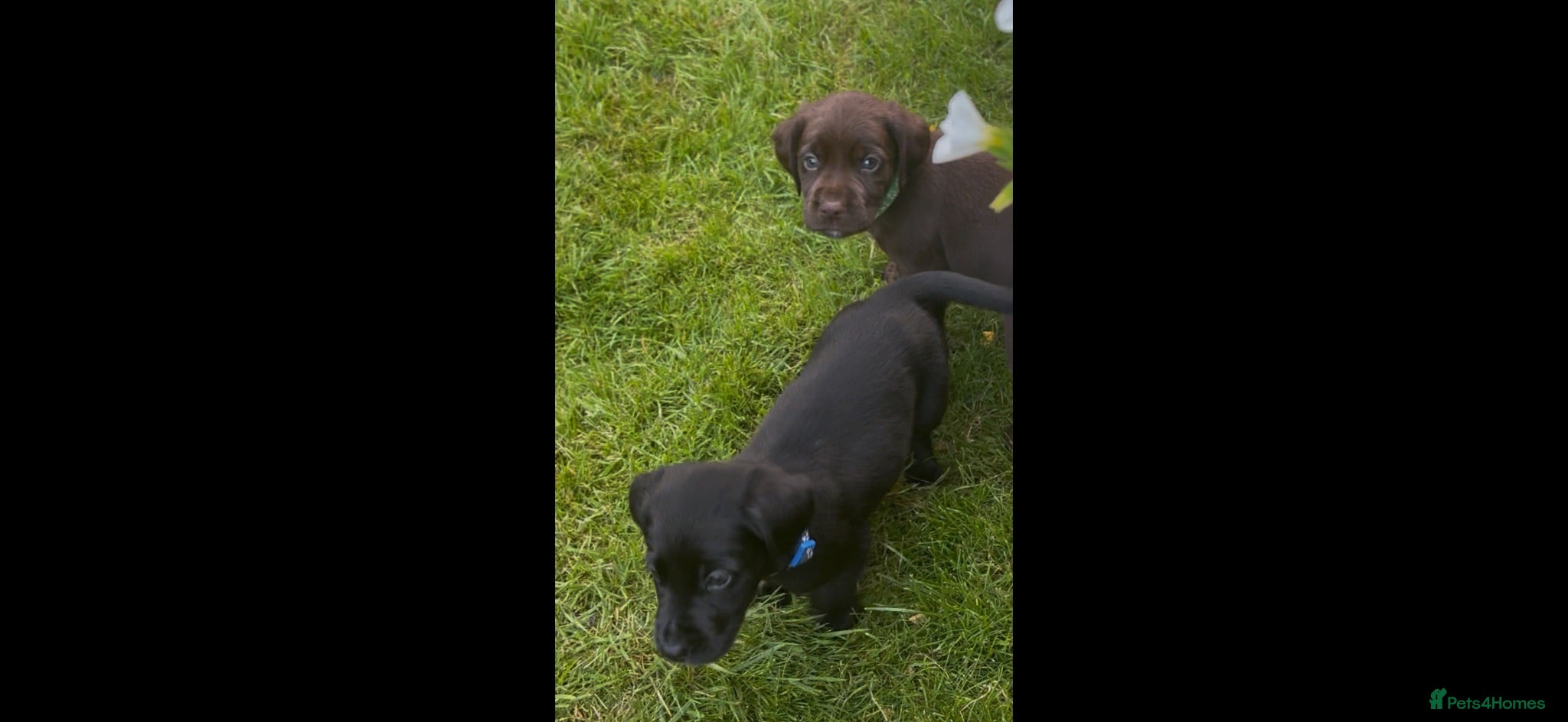 Cockerdor dogs LAST 3 BOYS Working Cockador Pups chocolate black  - Advert 2