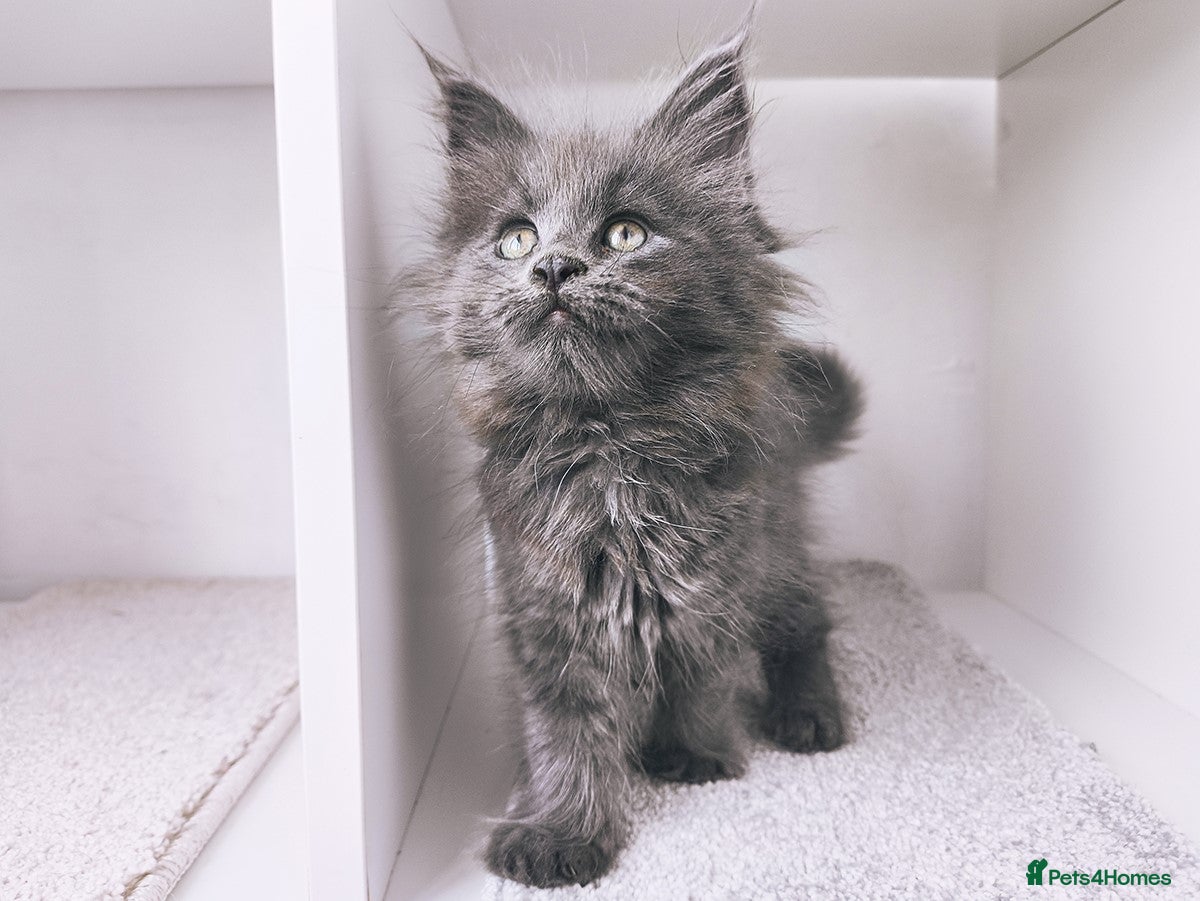 Maine Coon cats 1 girl left - DNA health tested maine coon kittens - Advert 2