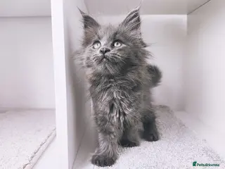 Maine Coon cats 1 girl left - DNA health tested maine coon kittens - Advert 2